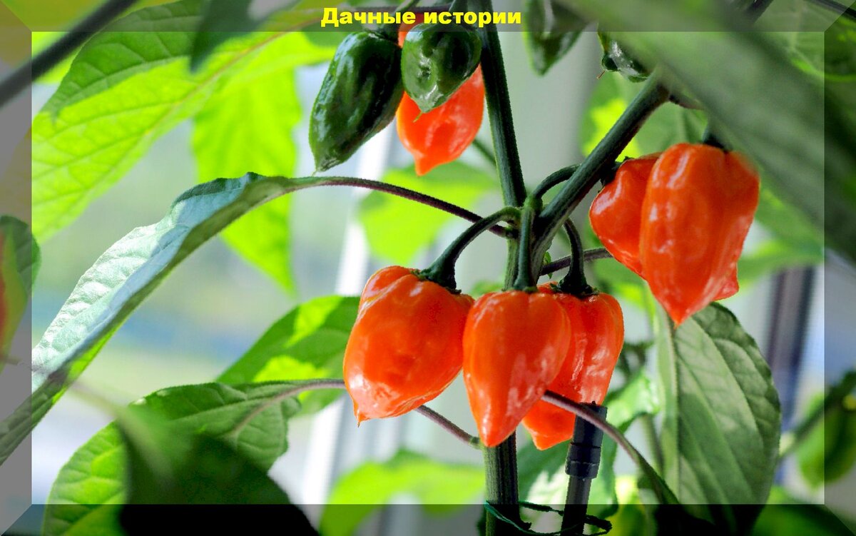 Мои любимые сорта острого перца и некоторые особенности их выращивания ...