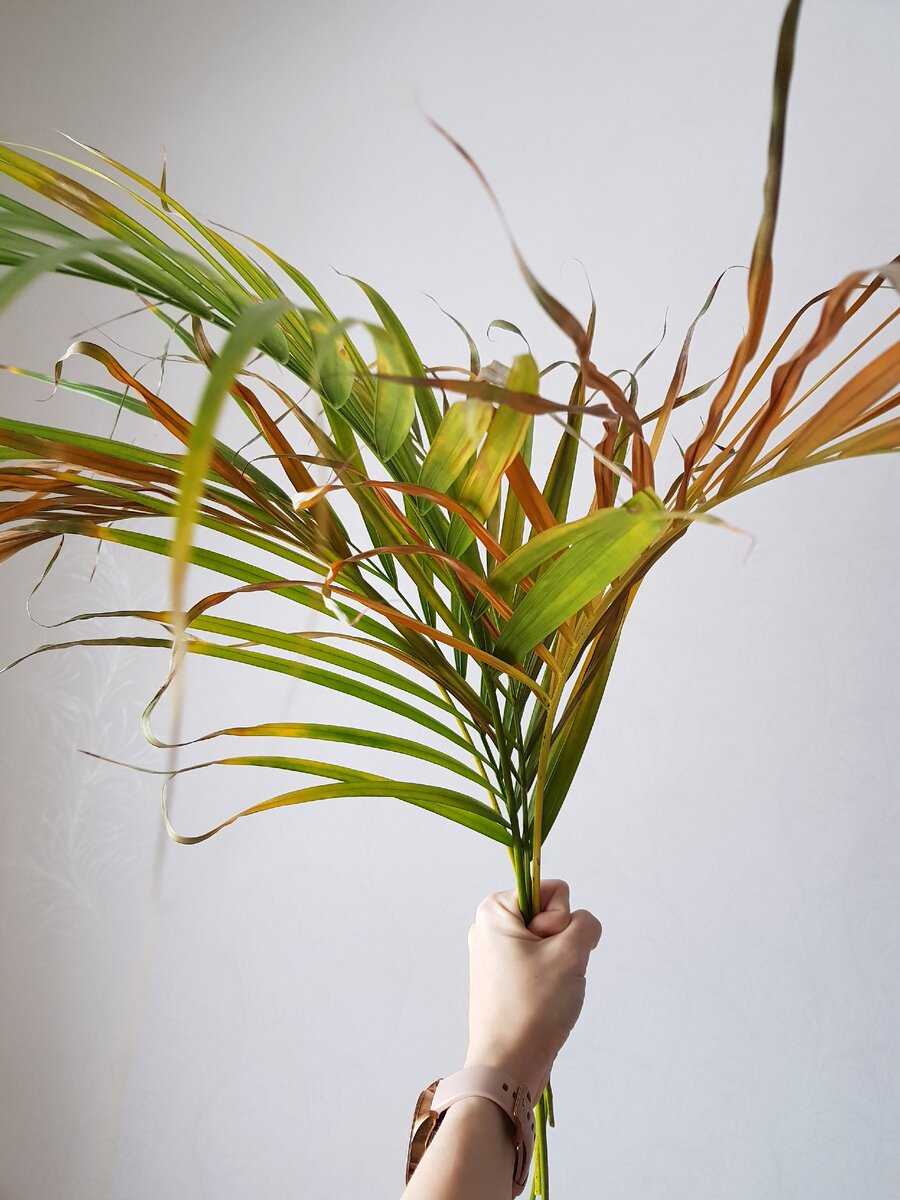 У моей пальмы начали засыхать самые большие стебли :-(