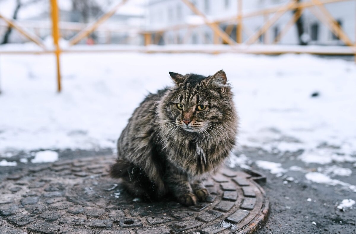 Бездомные кошки зимой