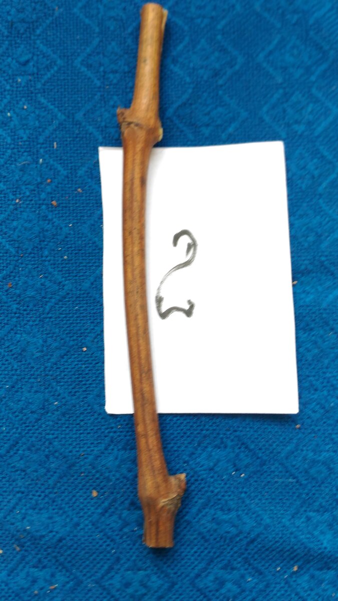 Стандартный  2-х глазковый черенок , обрезанный для постановки на окоренение 