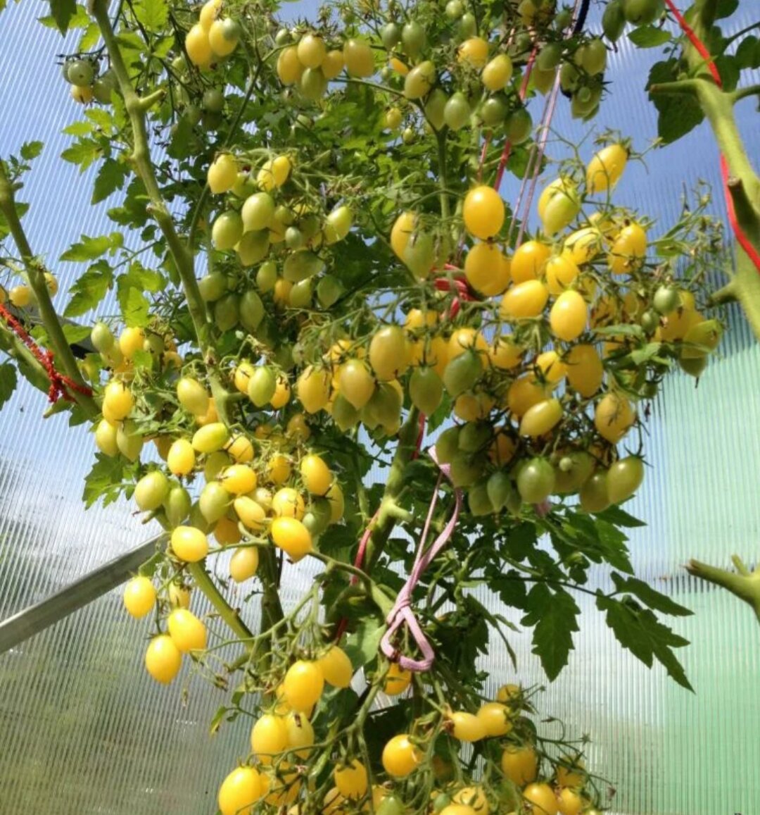 Фото из интернета