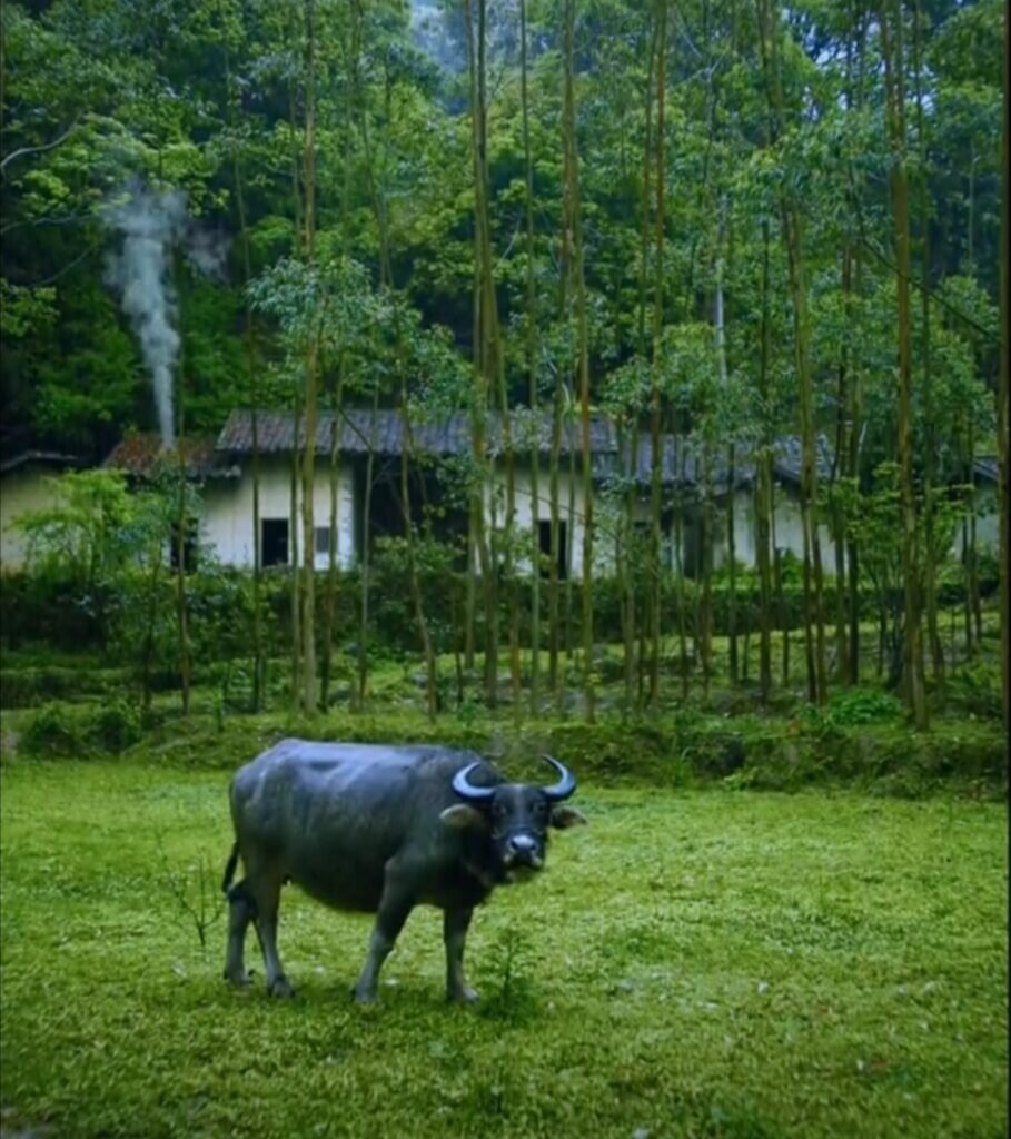  Дрожжи для молочных коров, телят и бычков