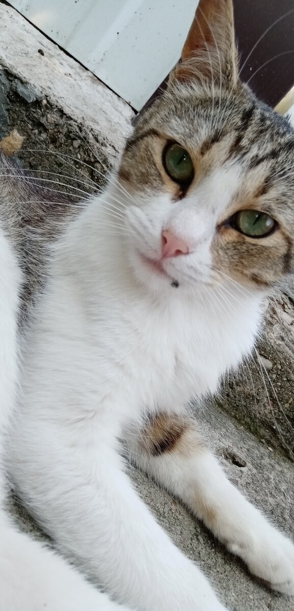 Это мой котик Максик! 