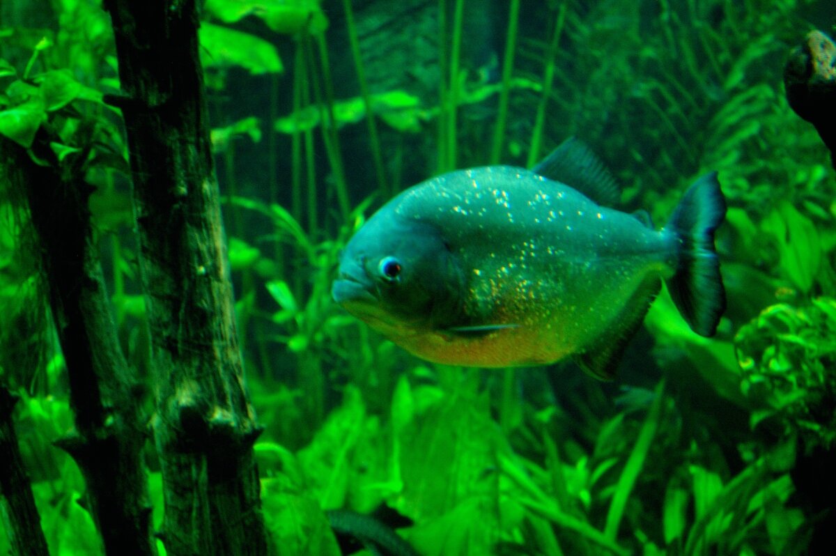 Автор фото: https://www.flickr.com/photos/ghostsword/ 