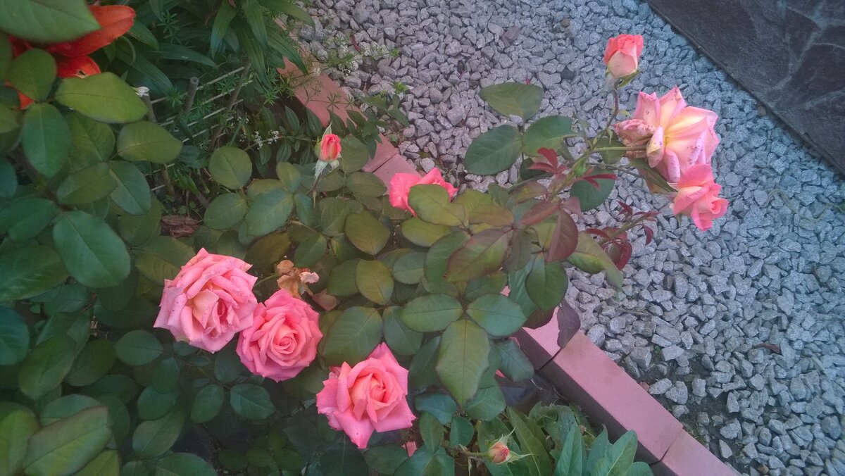 Розы в саду. Фото автора