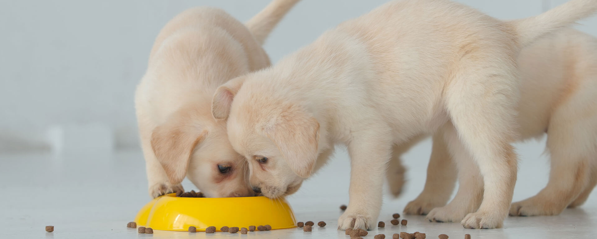 Щенки едят сухой корм