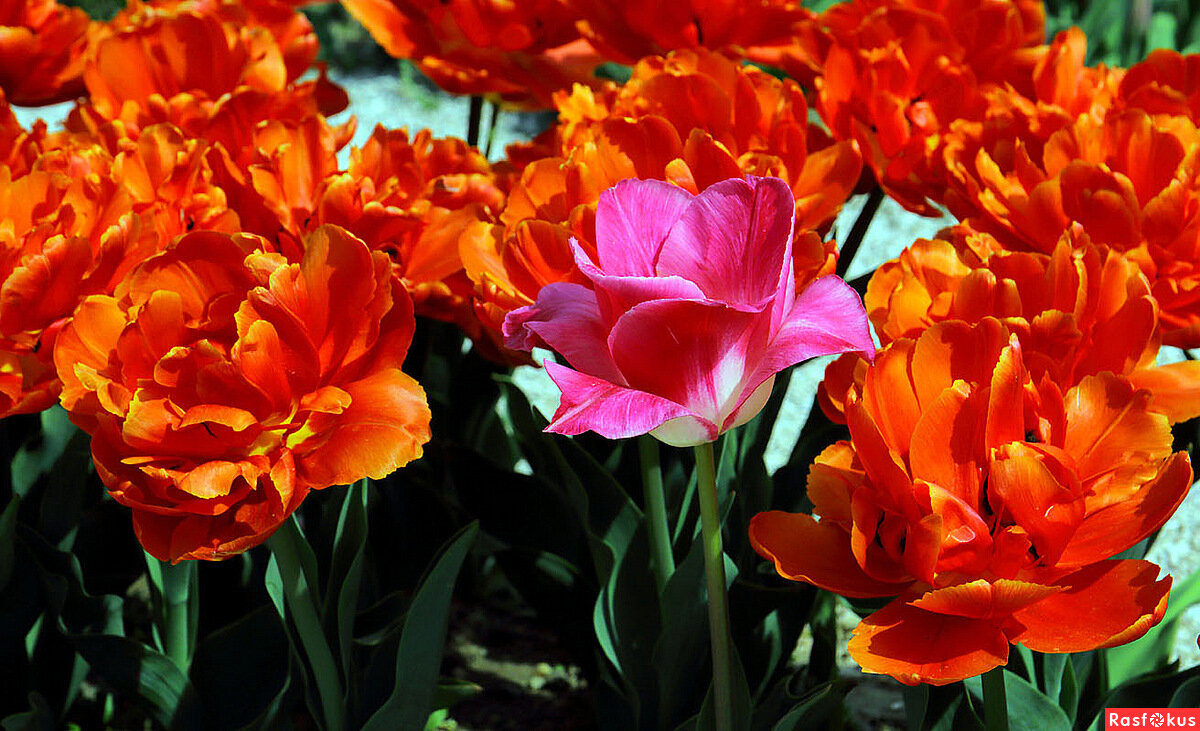 Картинки из интернета.