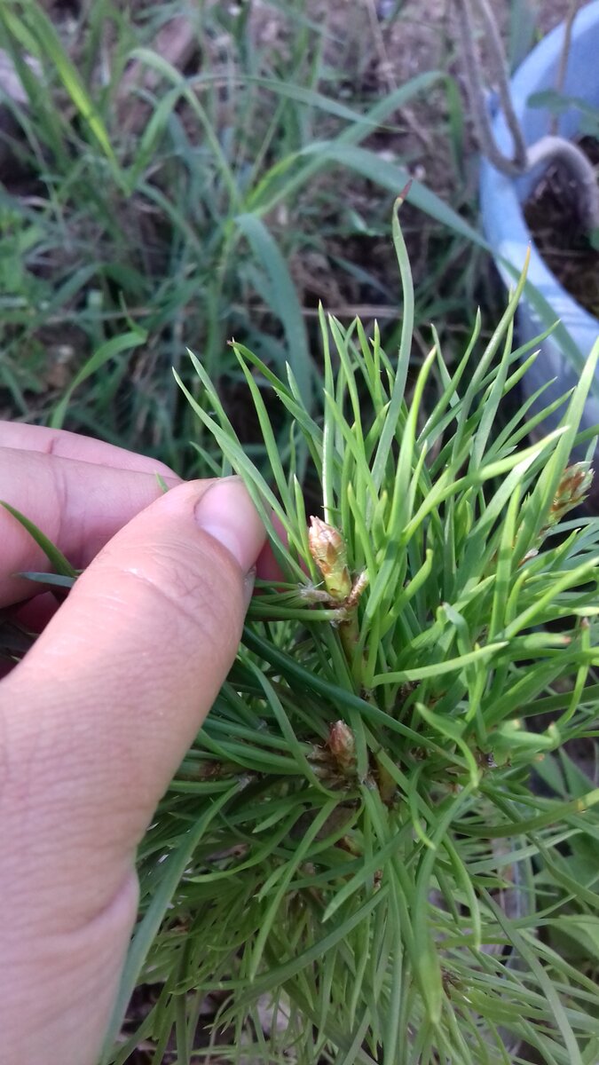 Пробуждение свечек