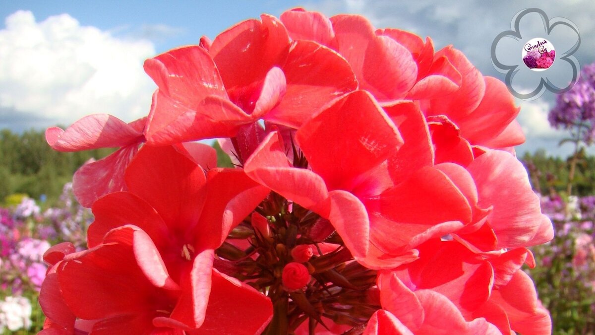 Бывают ли оранжевые флоксы? Ответьте в комментариях)