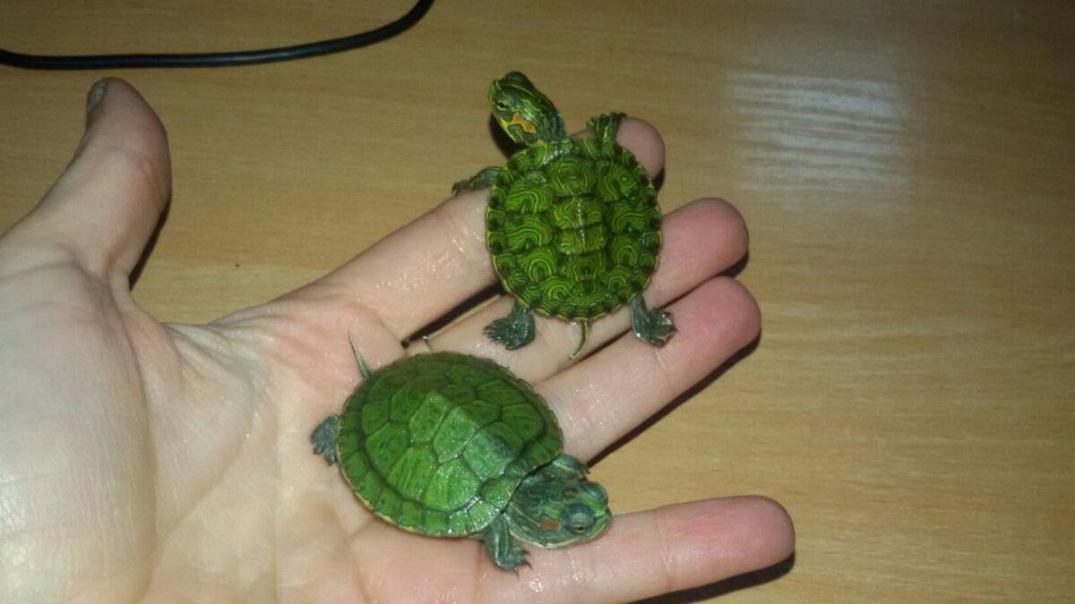 Куда сдать черепаху, если ее больше не нужно: рекомендации и советы