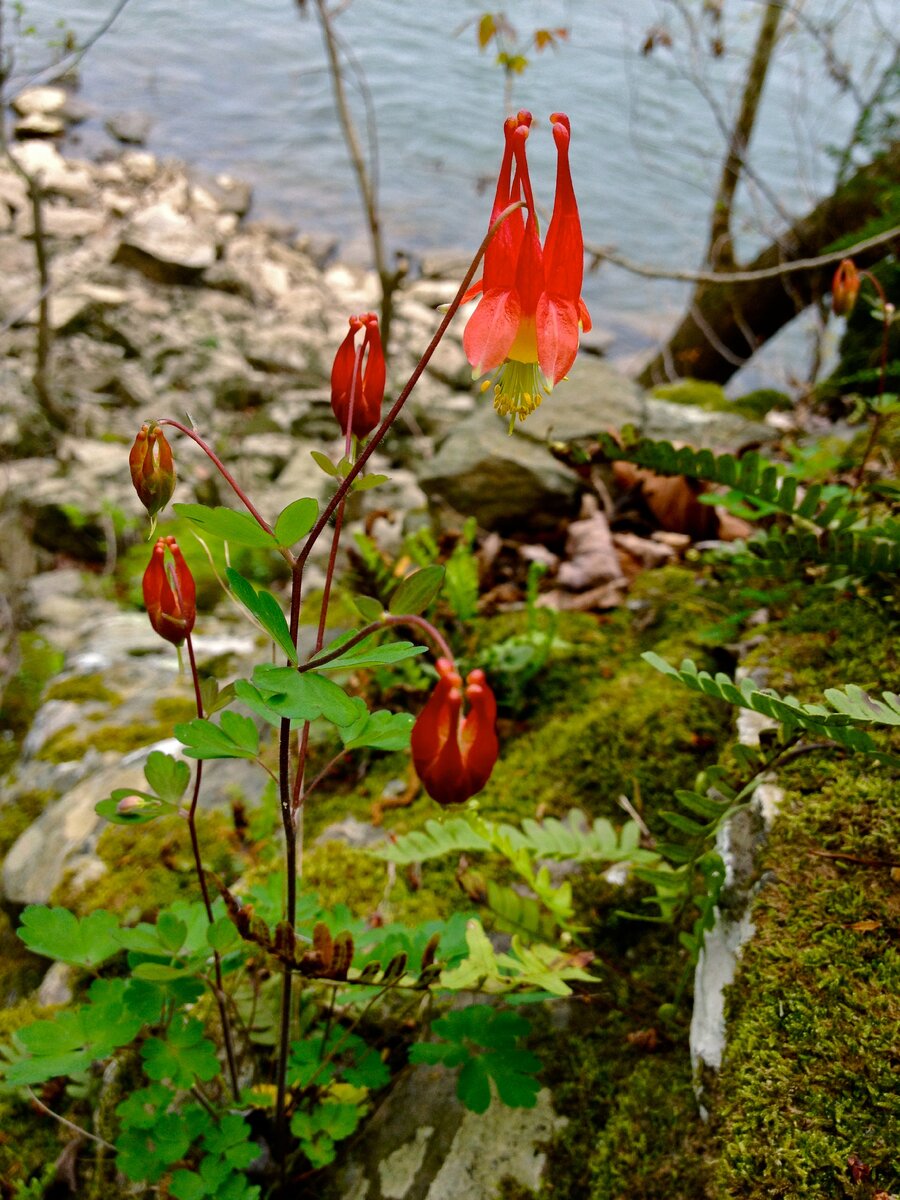 Aquilegia   canadensis. Фото с сайта https://commons.wikimedia.org/wiki/File:Aquilegia_canadensis_-_Wild_Columbine.jpg 