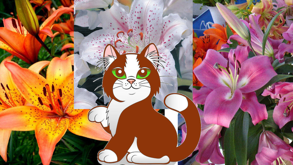 Роскошные цветы, я их раньше обожала. Пишите комментарии. Ставьте лайк, подписывайтесь на канал