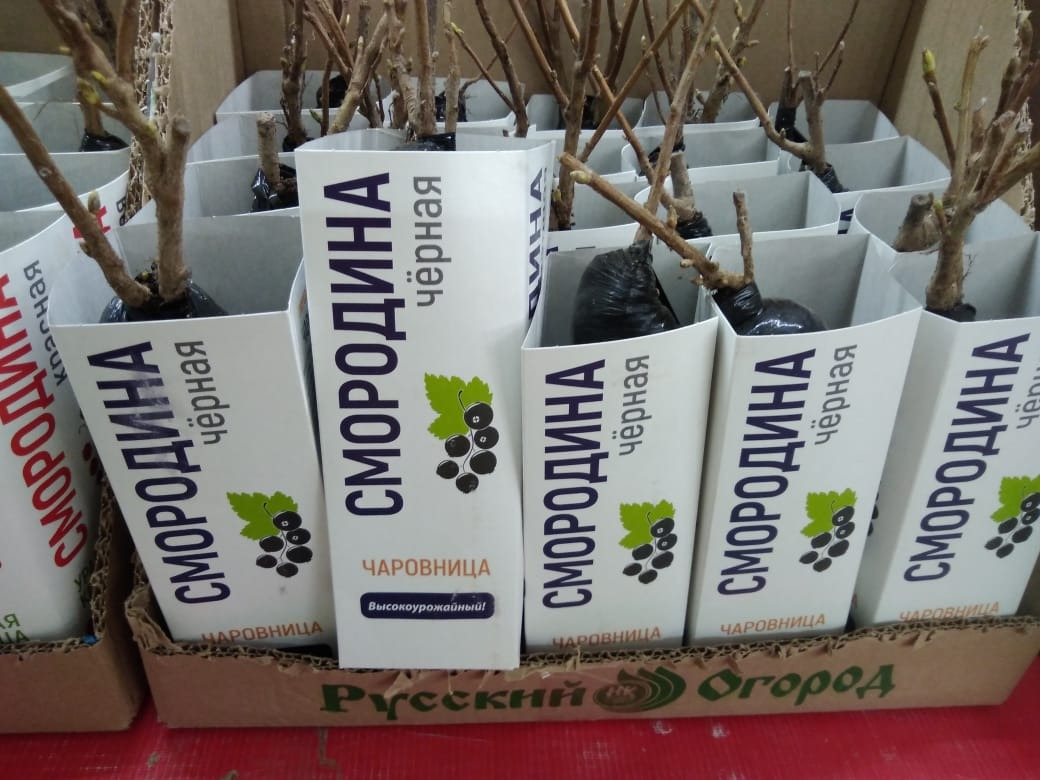 сорт Чаровница