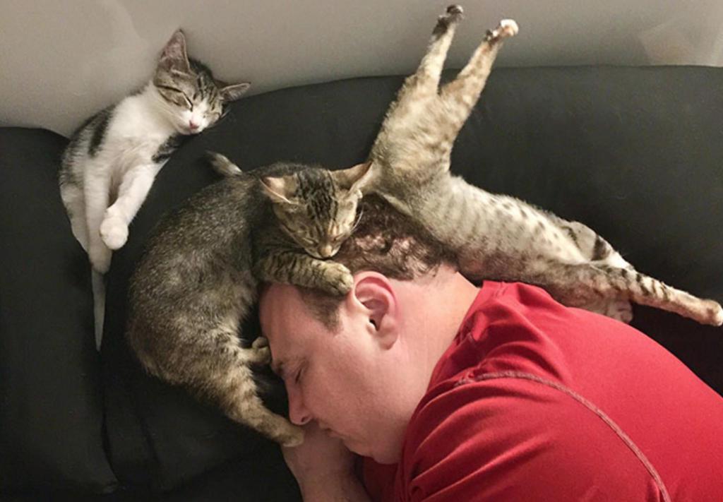 ЗаМУРчательная подборка фотографий с котиками, дарящая вам море позитива и солнечные улыбки!