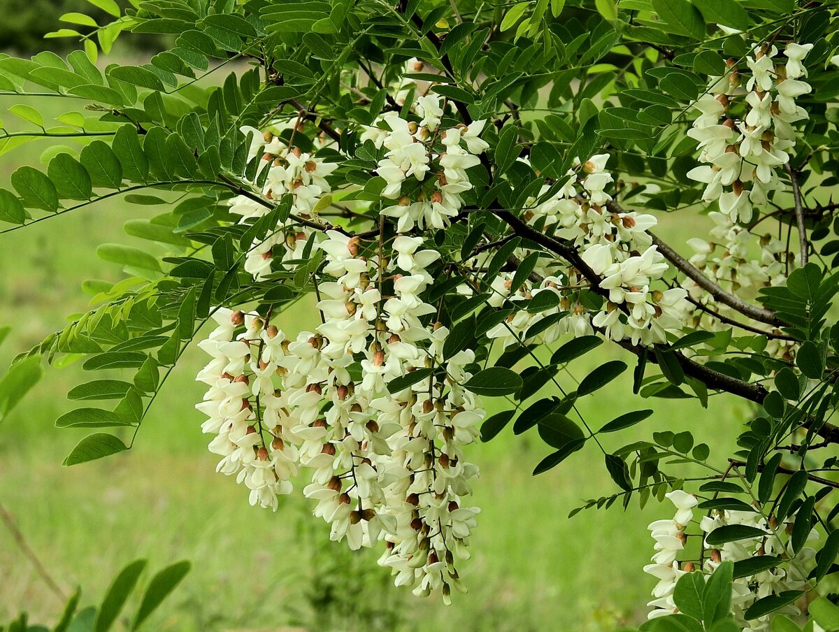 Как цветет акация картинки