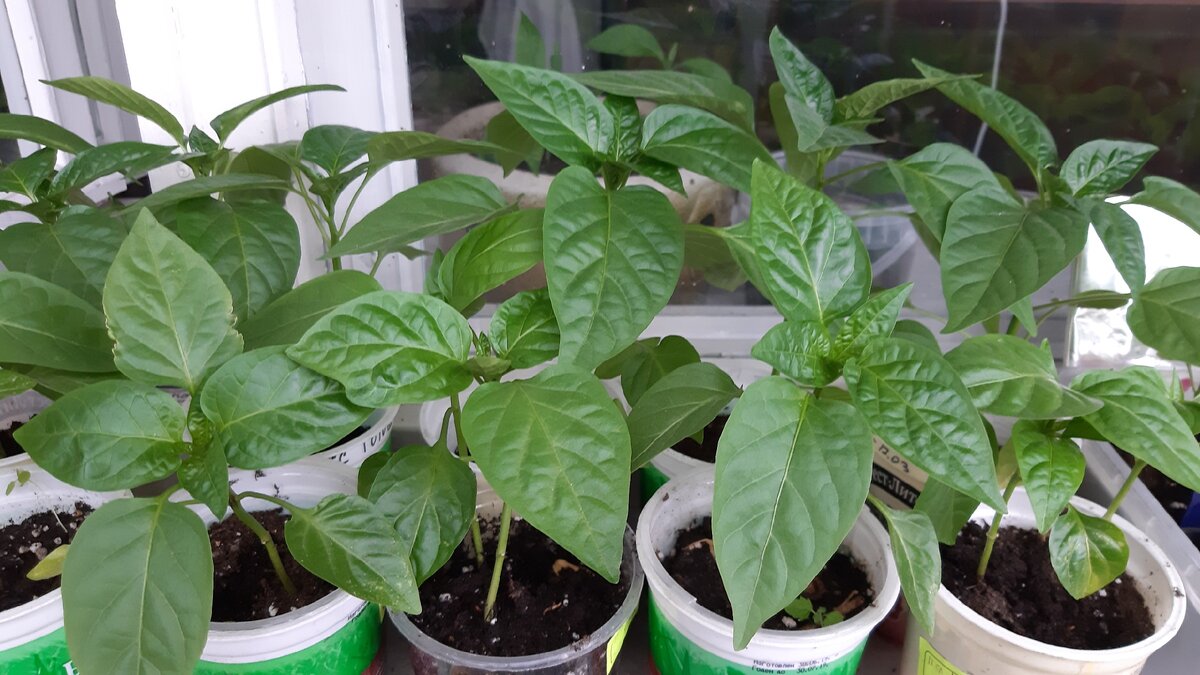 Рассада перцев 2020. Фото автора.