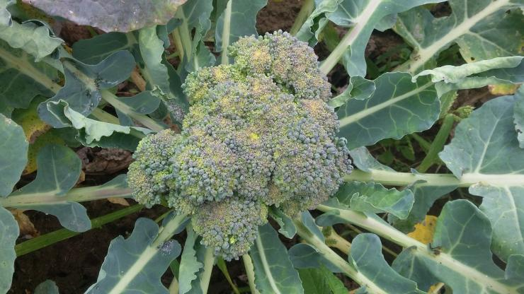 Брокколи выращивание в открытом грунте в средней. Брокколи выращивание. Брокколи брюссельская капуста. Брокколи куст. Спаржевая брокколи рассада.