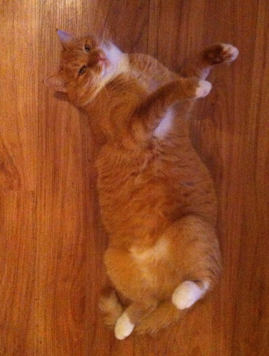 Фото автора. Клава - наша Бегемотя