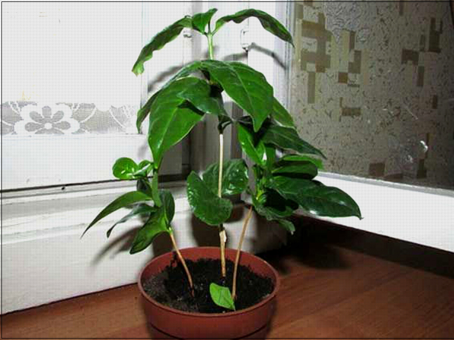 Я советую продавать маленькие деревца. Покупают хорошо и вам денежка:)