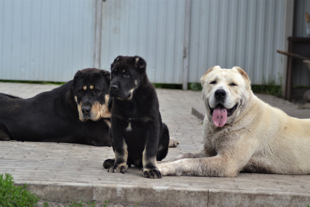 Харон, Магда и Гамлет (фото из личного архива). Оптимальный вариант содержания нескольких собак- разнополая пара. 