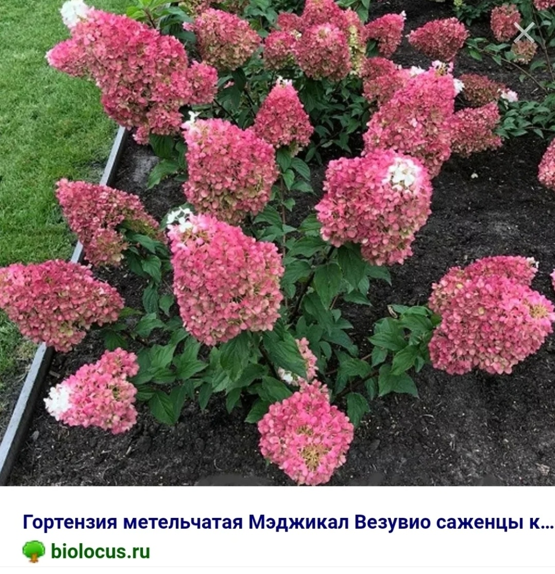 Самые красивые декоративные кусты - что уже растет, и что ищу ...
