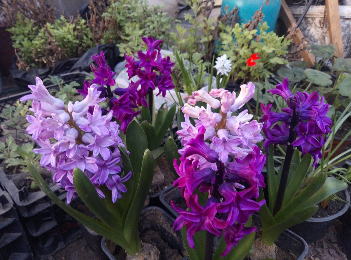 Мои гиацинты