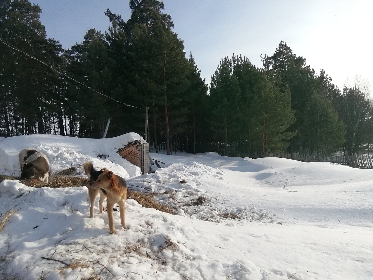 Всё птицы запели разом, будто ждали отмашки от природы. 
