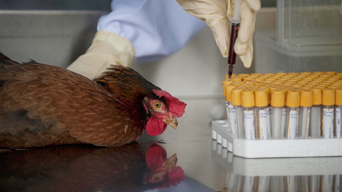Куриный грипп. Профилактика птичьего гриппа.