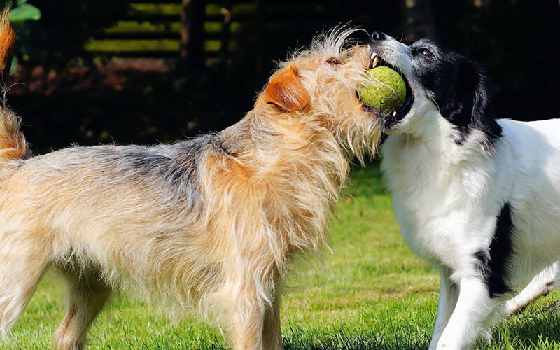 Без хорошего мячика для многих собак прогулка не в радость. Фото Karsten Paulick/Pixabay 