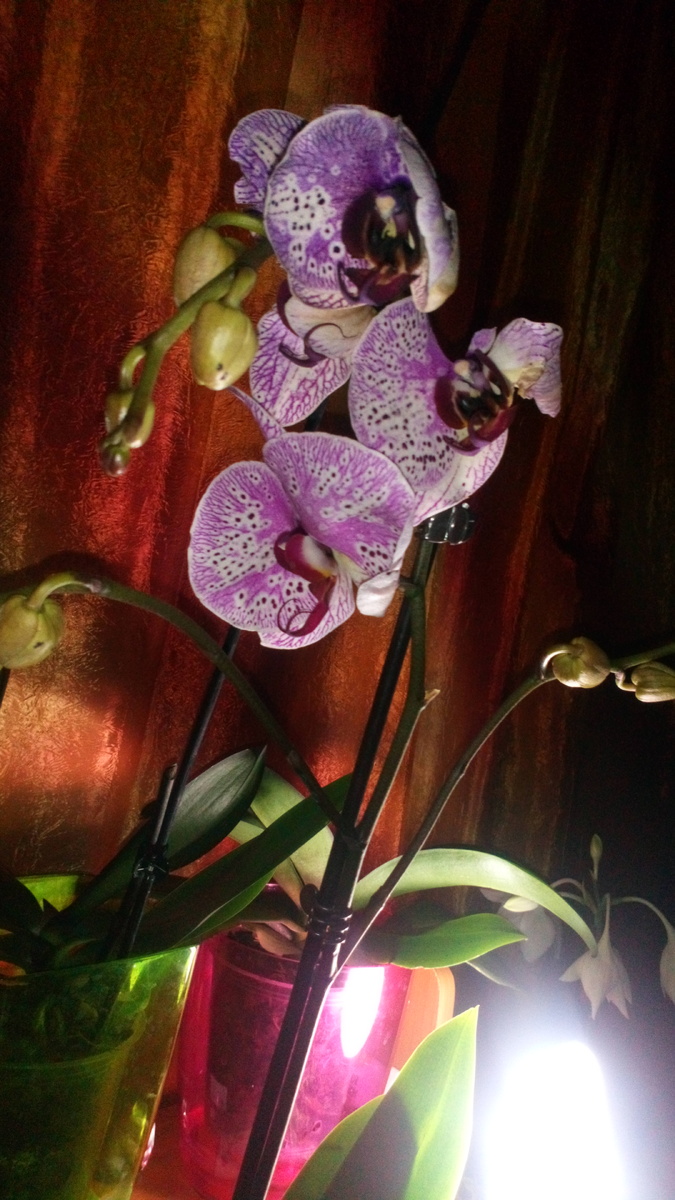 вот она, моя красотка