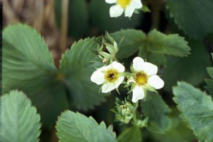 Потемнение серединки – частая проблема после весенних заморозков. Источник фото: https://www.agroxxi.ru
