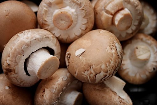 Фото из свободных источников https://cdn.pixabay.com/photo/2017/08/28/17/35/mushrooms-2690529__340.jpg