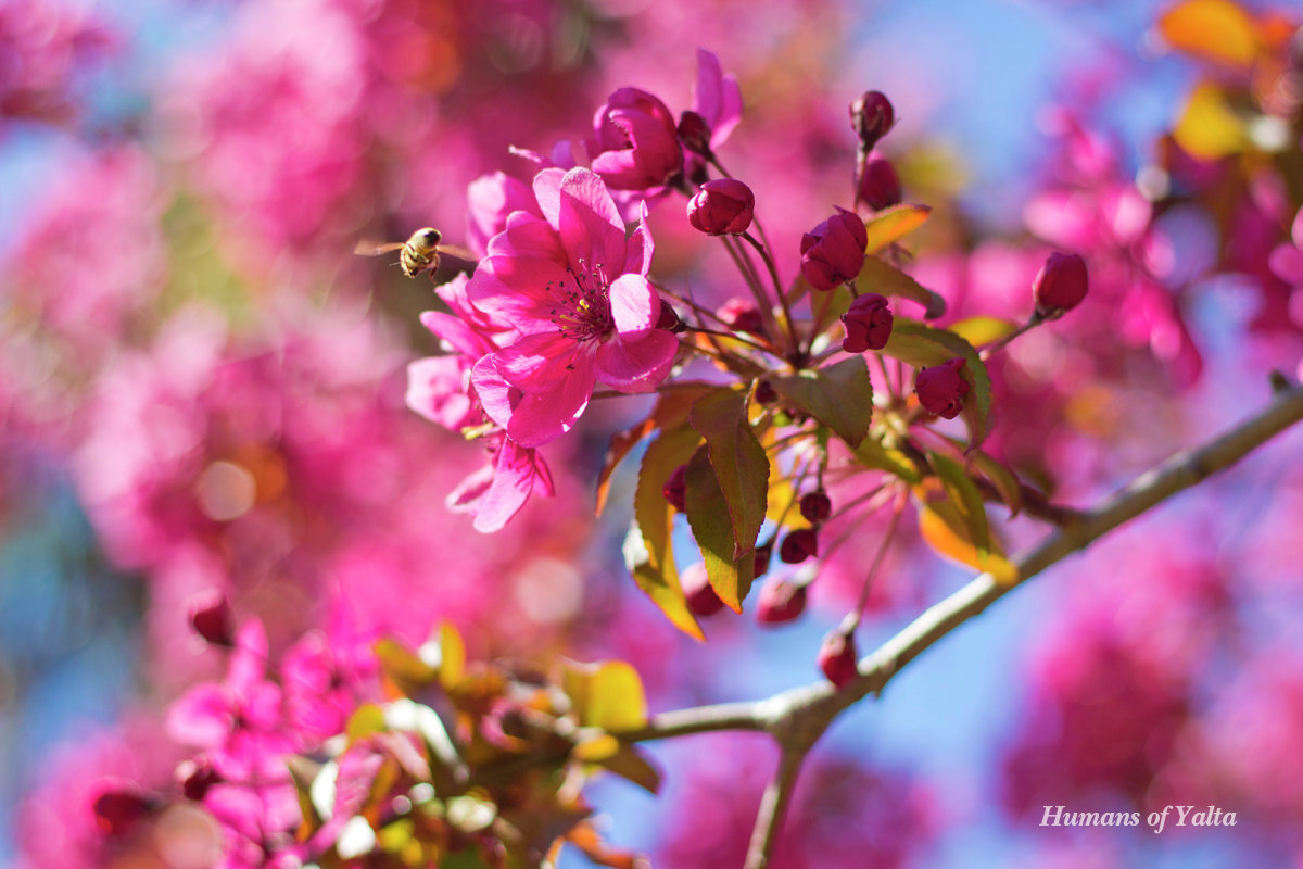 Цветущее дерево // Фото: Андрей Бурдейный 