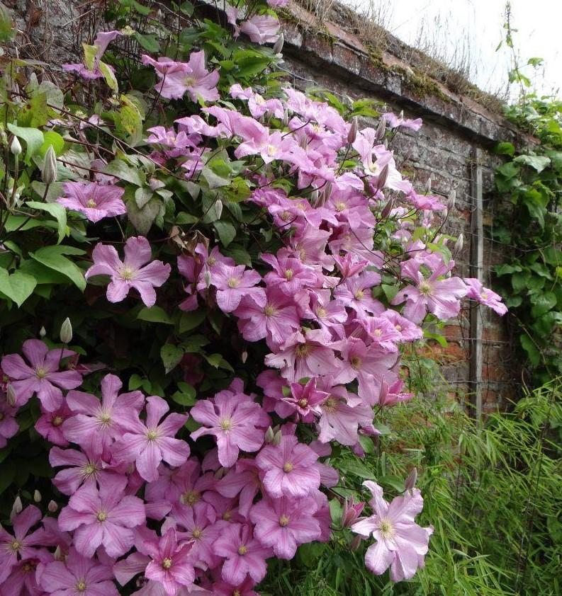 Clematis 'Rosamunde' Clematis, Plants, Garden planning
