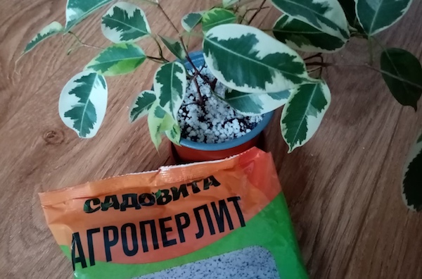 5 причин засыпать почву в цветочных горшках перлитом: зачем я это делаю и какой результат имею?1