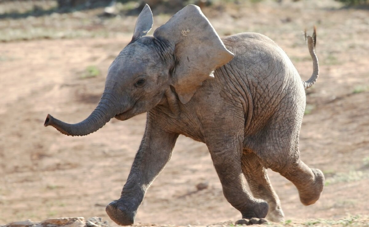 Источник medialeaks.ru