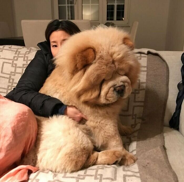 https://www.boredpanda.com/giant-lap-dogs/?utm_source=facebook&utm_medium=social&utm_campaign=organic