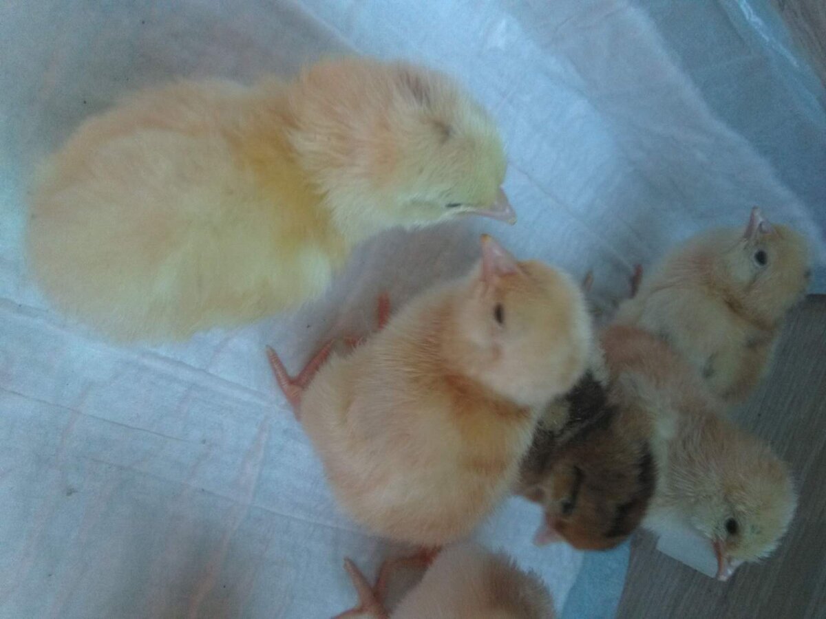 Породистые цыплята. фото автора. 