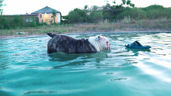 Собака первый раз в жизни заходит в воду!