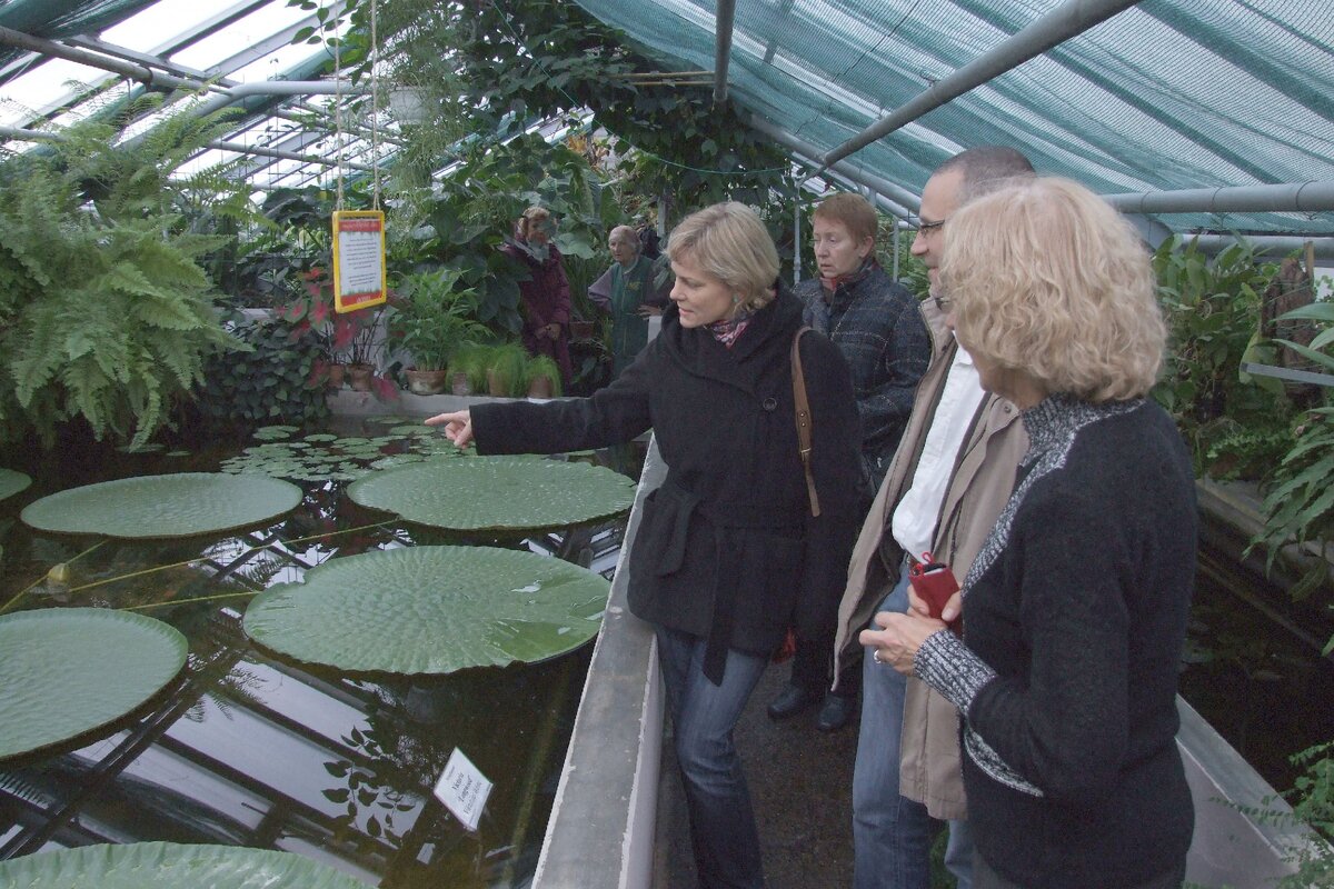 Огромные листья царственной кувшинки. Фото автора