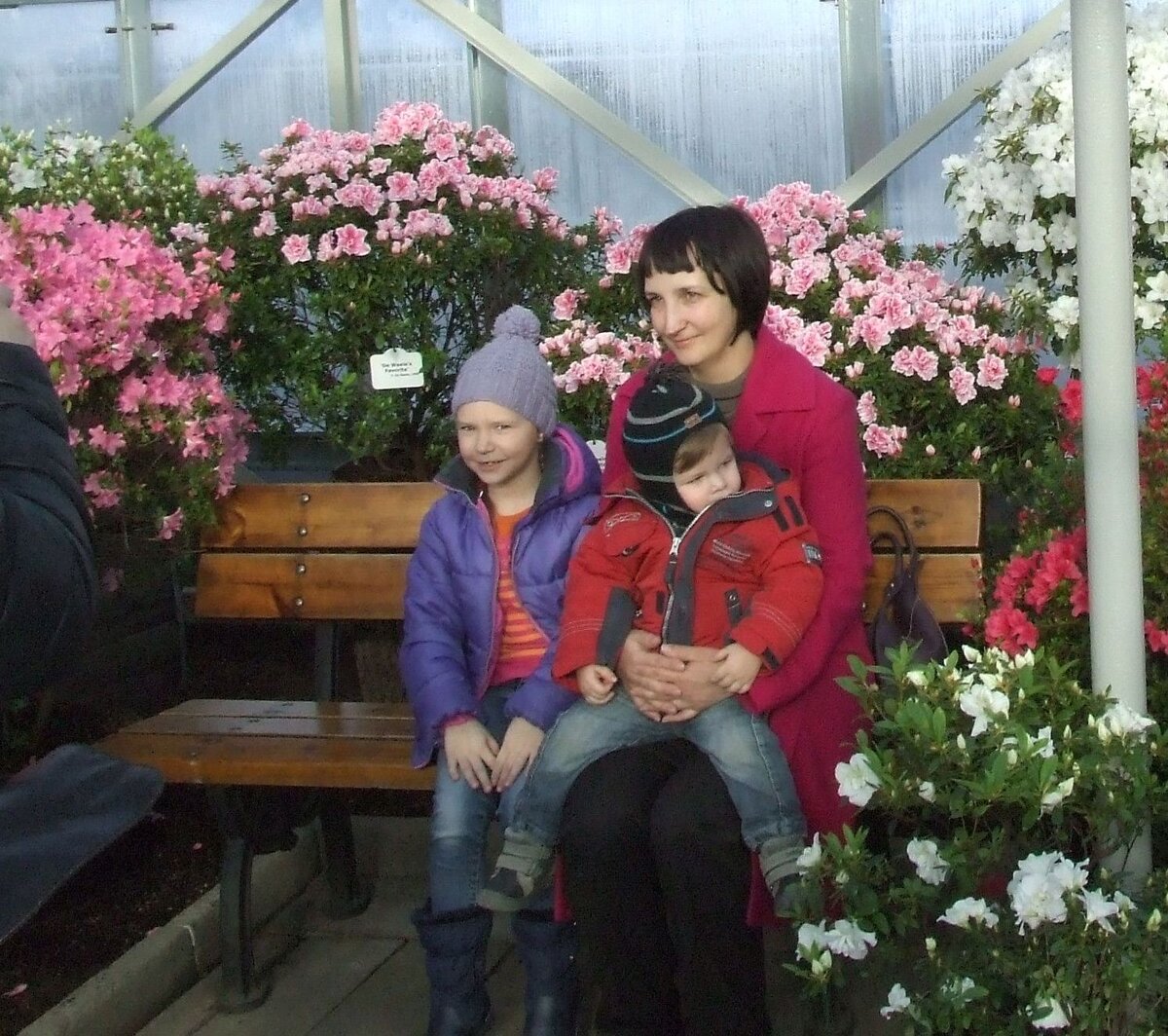 Зимние розы во всей красе. Фото автора