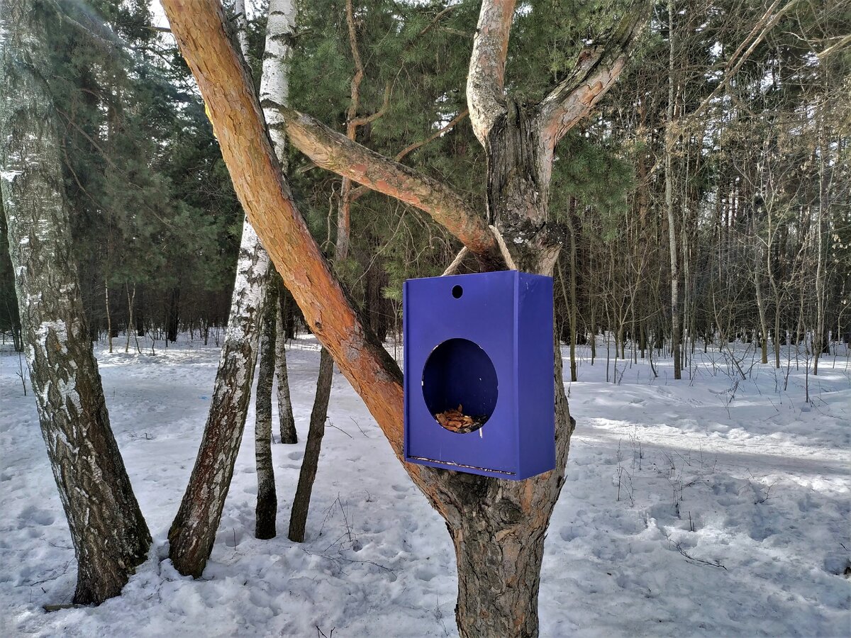 яркая кормушка