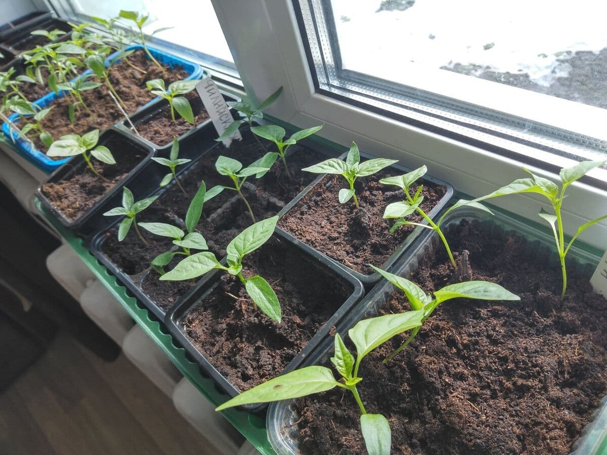 А вот эта партия перца ждёт своей очереди отправиться на веранду, а пока томится на подоконнике в доме.