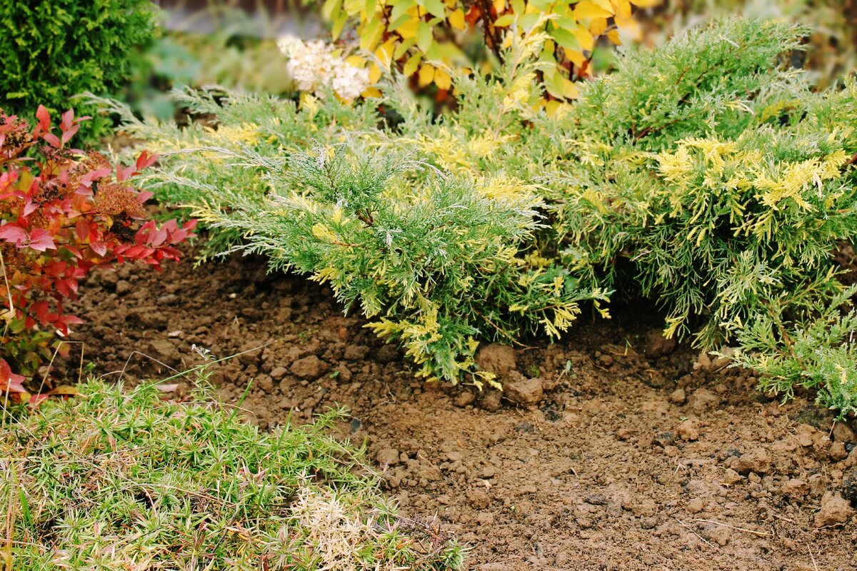 Двухцветный можжевельник Блю энд Голд красивый акцент в моем саду ...