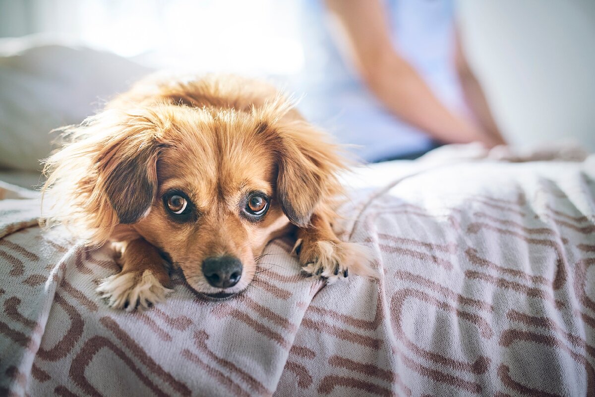 Живя бок о бок c собакой, владелец часто не замечает изменений в её внешнем виде. Но иногда они происходят настолько быстро и неожиданно, что могут вызвать беспокойство о состоянии здоровья питомца.