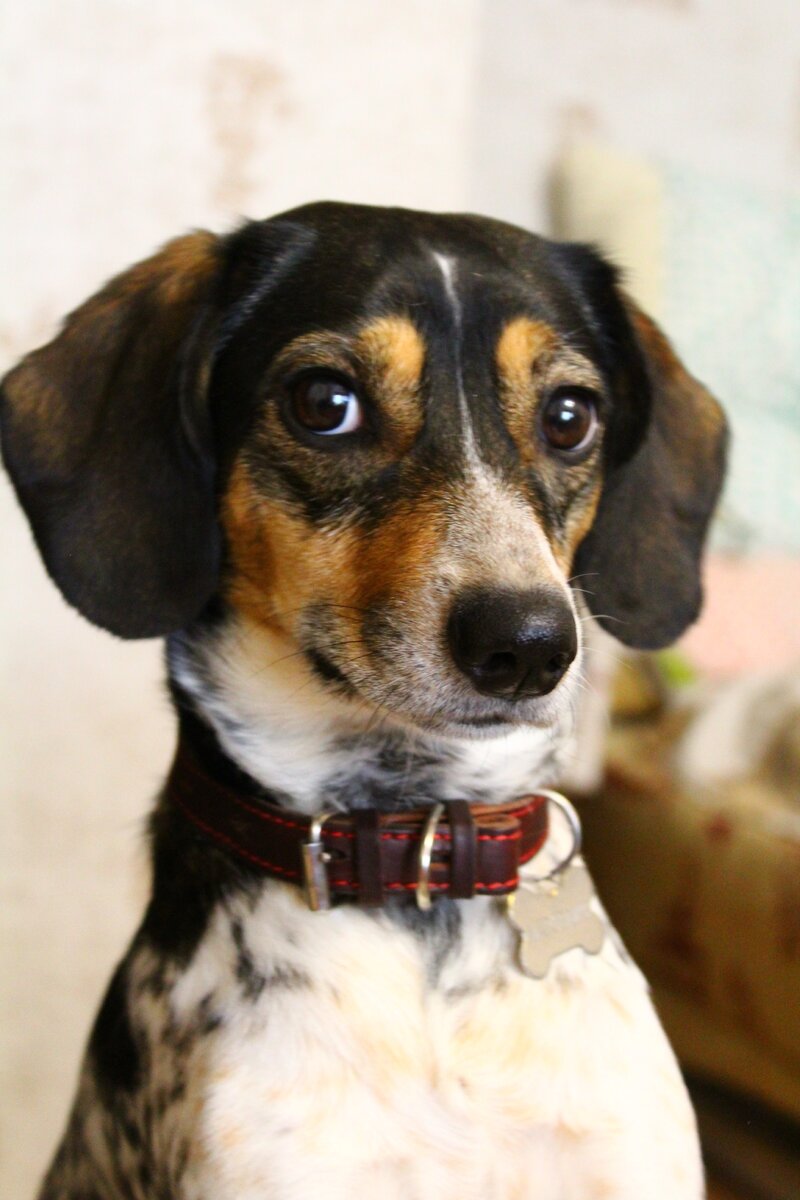 Марси, наша первая собачка! Умная и красивая девочка!