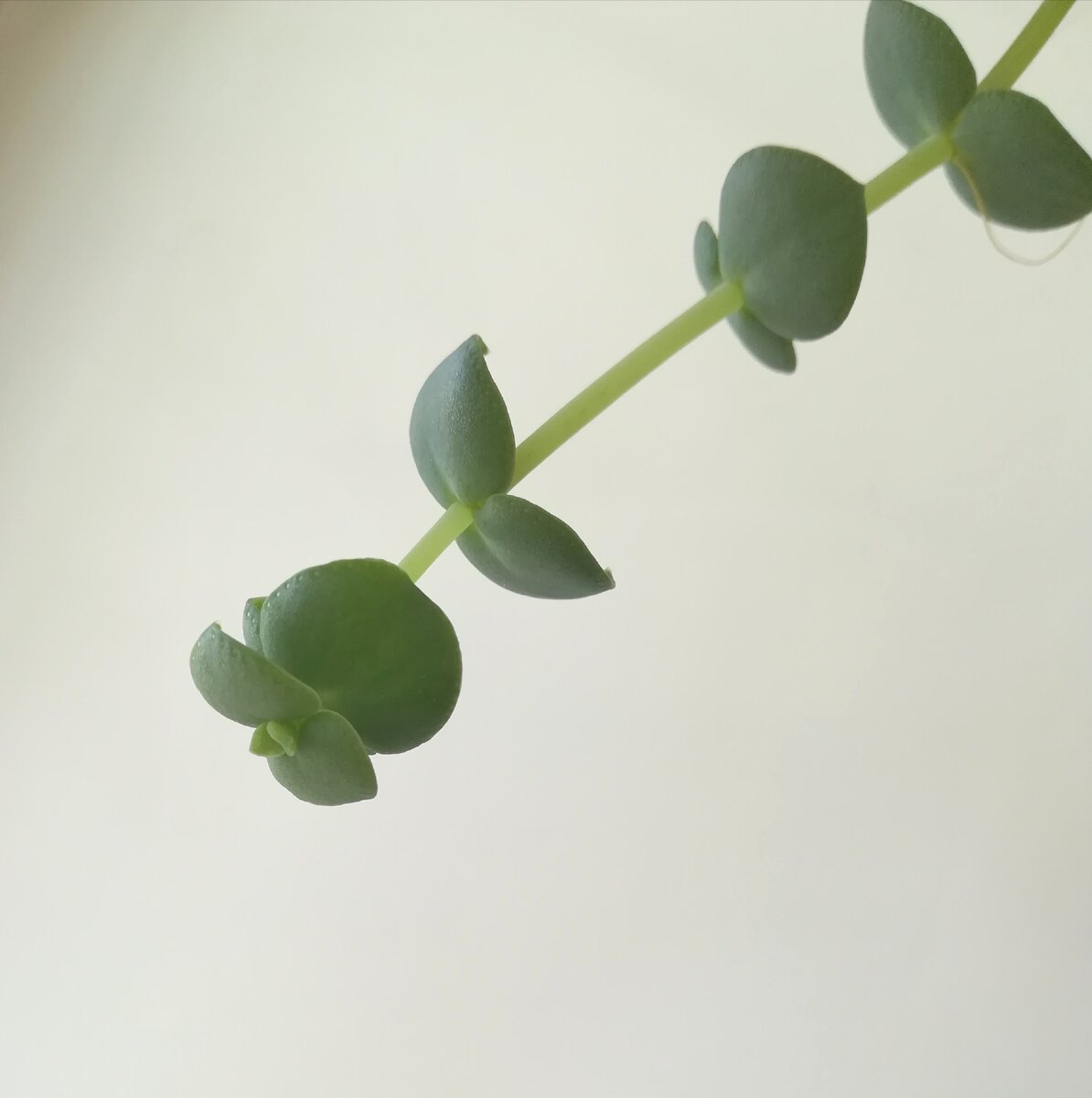 Эффектная форма