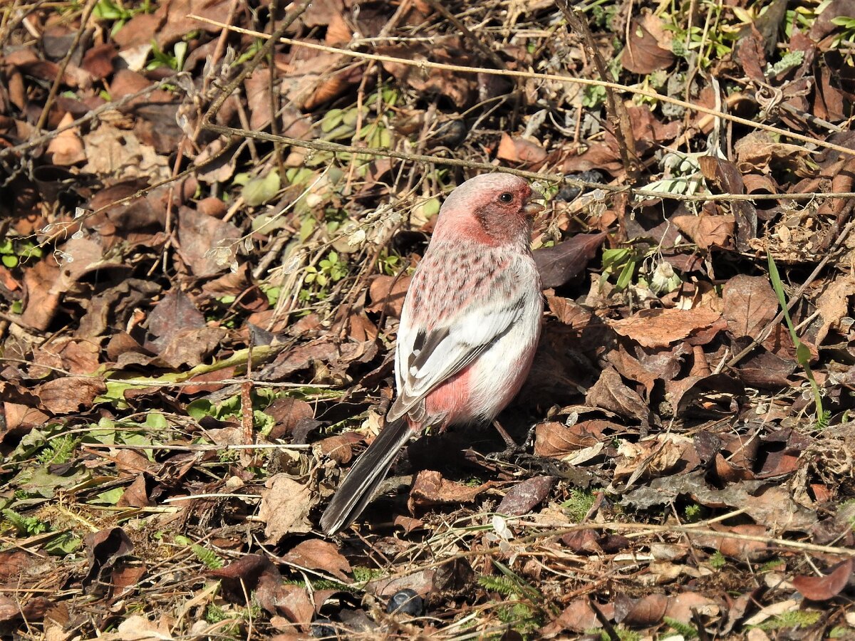 Урагус, 28 марта, Екатеринбург