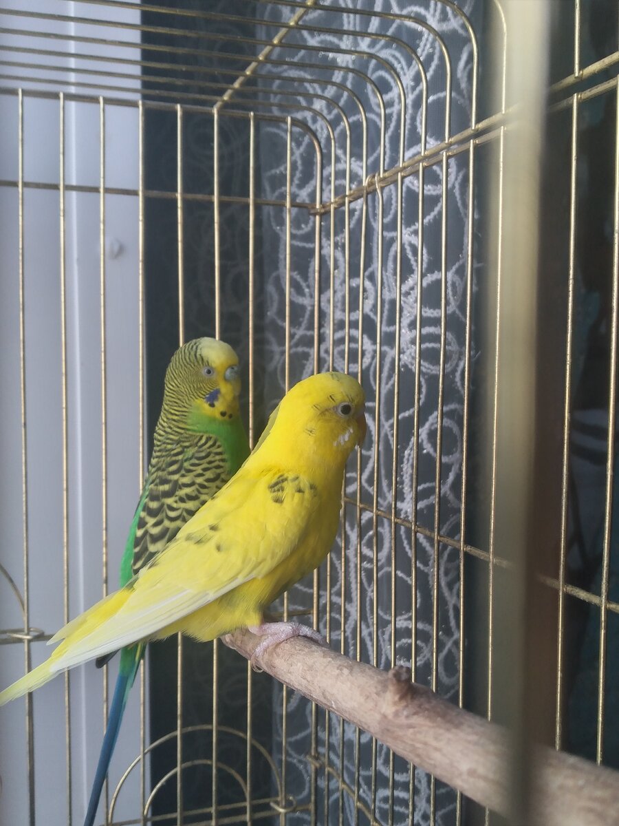 Сгрызанная кора 