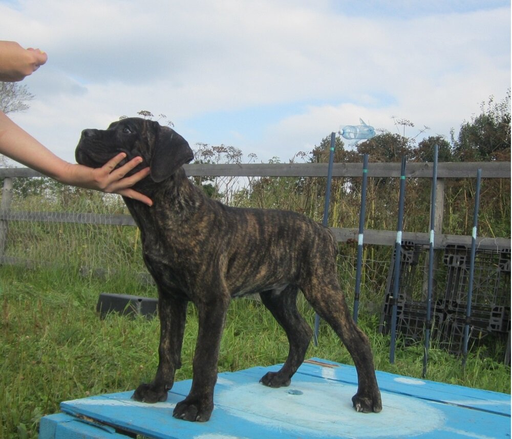 Умный, рассудительный, уверенный и спокойный!